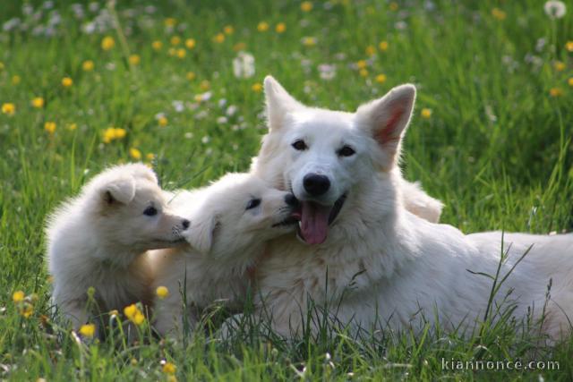 Annonce chiot berger blanc suisse 