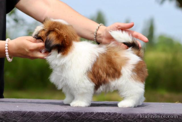Chiot Shih Tzu à donner 