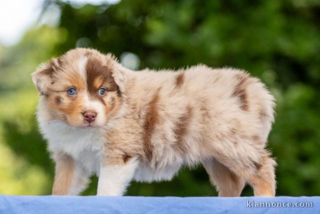 Chiots berger australien mâle a donner 