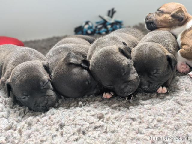 Adoption chiot staffie lof