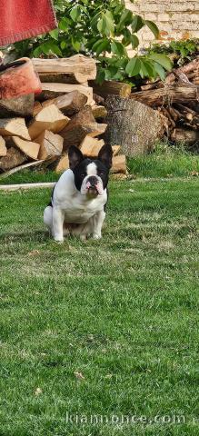 Chiots bouledogue français à donner 