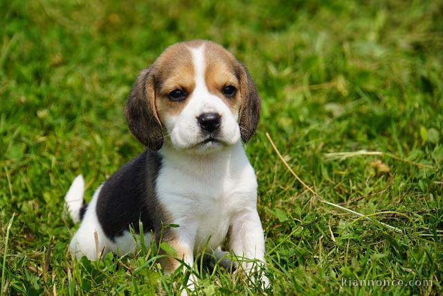 Je donne chiot beagle disponible 
