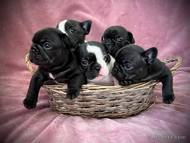 Je donne chiot bouledogue français 