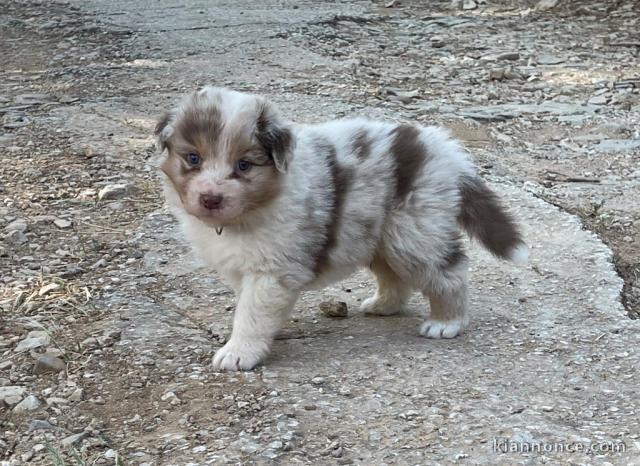 Chiots berger australien lof à donner 