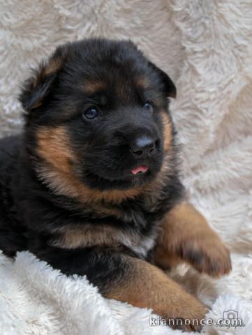 Bébé chiot type berger allemand 