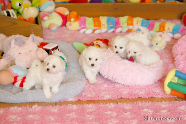 chiot bichon frisé a donner 