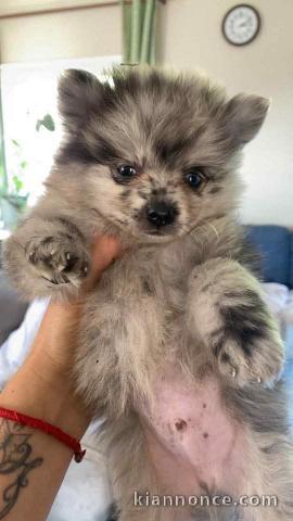 Chiots spitz nain Poméranie disponibles 