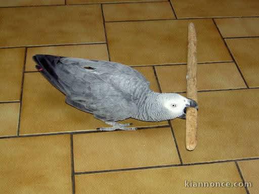 Perroquet gris du Gabon disponible 