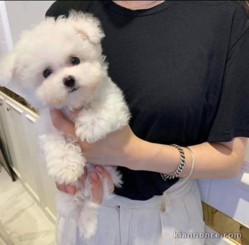 Je donne chiot bichon maltais 