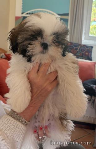 chiots Shih Tzu à donner 