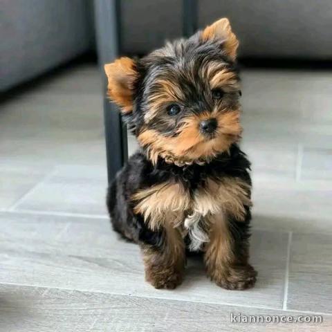 Adorable chiot York mâle a donner 