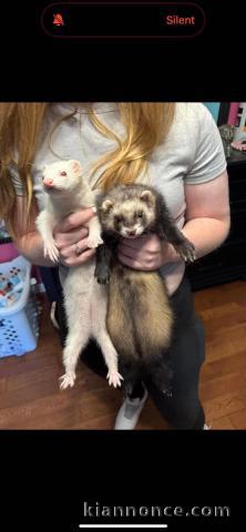 Furet a donner femelle disponible 