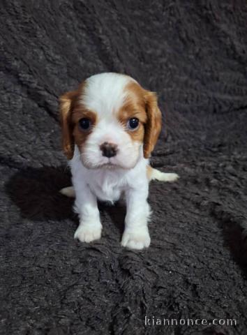 chiot cavalier king charle femelle a donner 