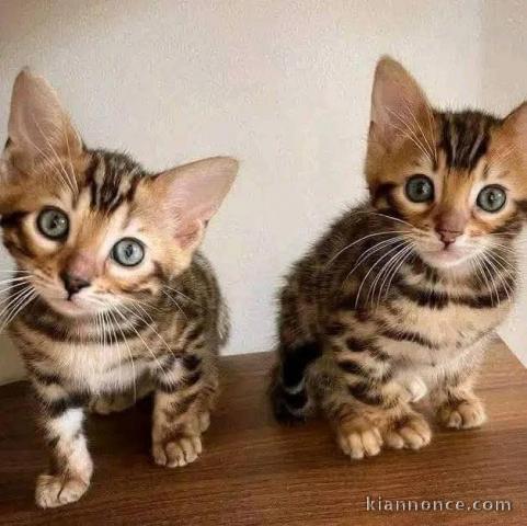 Chaton Bengal disponible pour adoption 