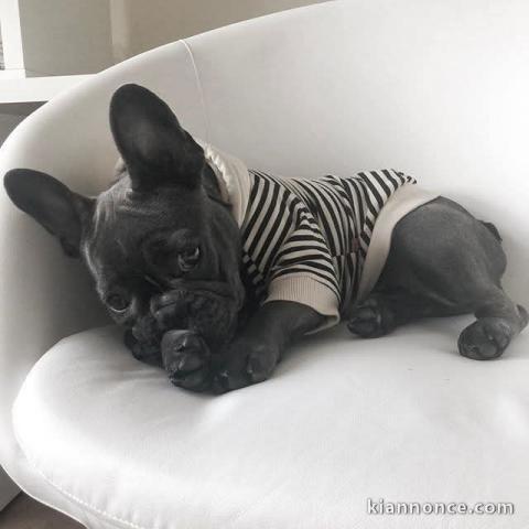 Chiots bouledogue français à donner 