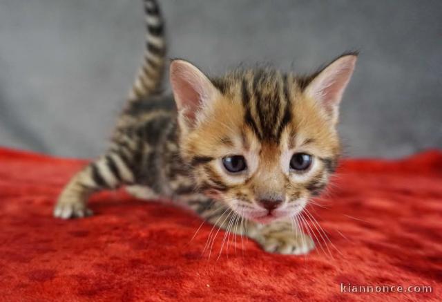 Magnifique chatons Bengal disponible 