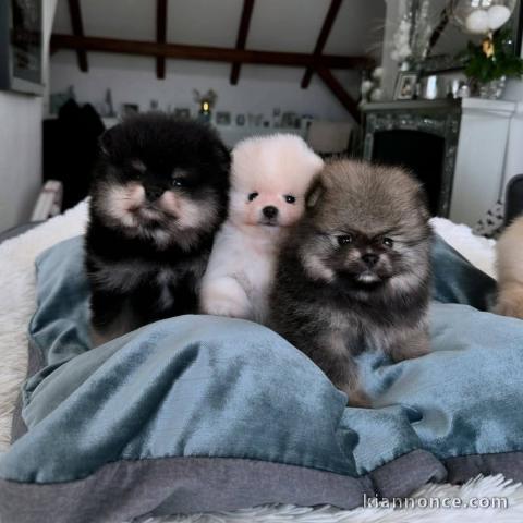 Chiot spitz nain disponible 