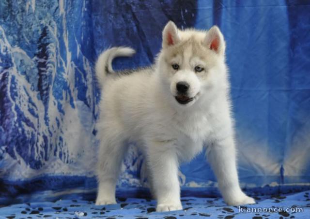 Chiots sibérien husky a donner 