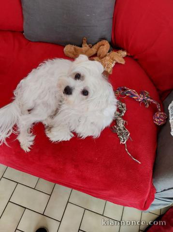 Adoption chiot bichon maltais 
