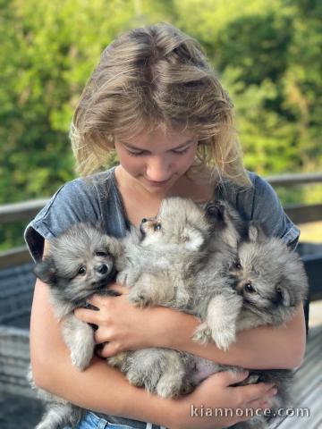 Adopter chiot spitz allemand 