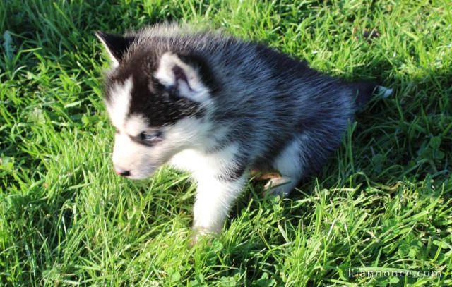 Adoption chiot husky sibérien 