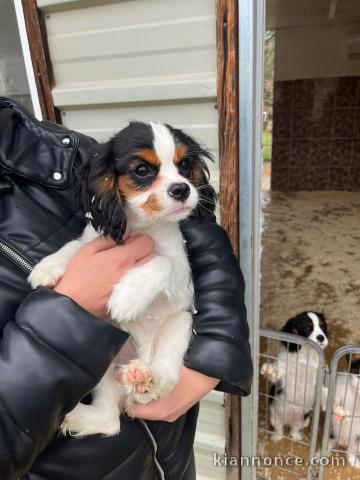 Je vends chiots cavalier king charle adorable 