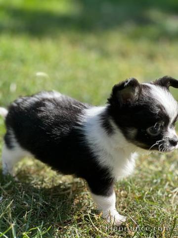 Chiots chihuahua petite famelle pour compagnie 