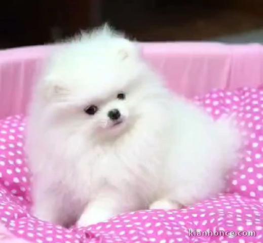 Chiots spitz nain petit taille 