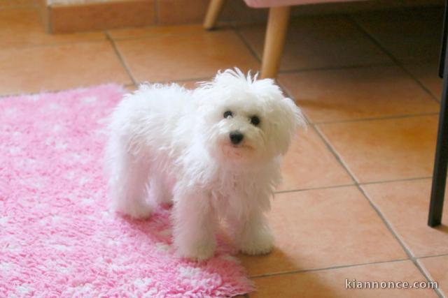 Chiots bichon frisé a donner 