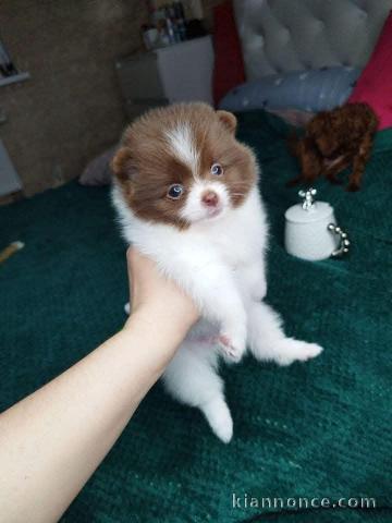 Adorable chiot spitz nain disponible 