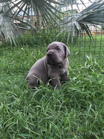 Chiots Cane corso à adopter 