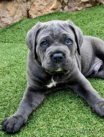 Magnifique chiot Cane corso 