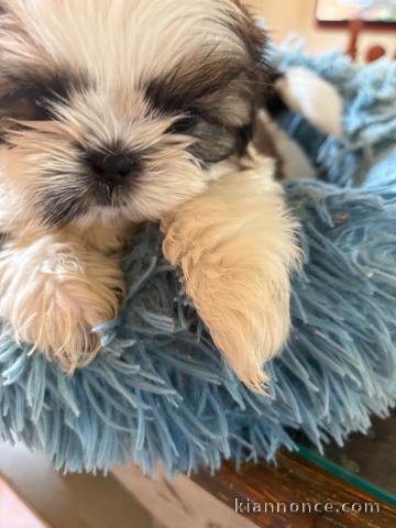 Je donne chiot Shih Tzu disponible 