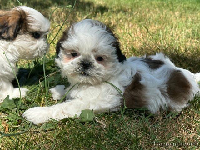 Chiots Shih Tzu à donner 