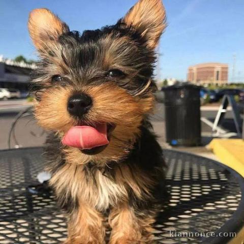 Chiots York disponible pour adoption 