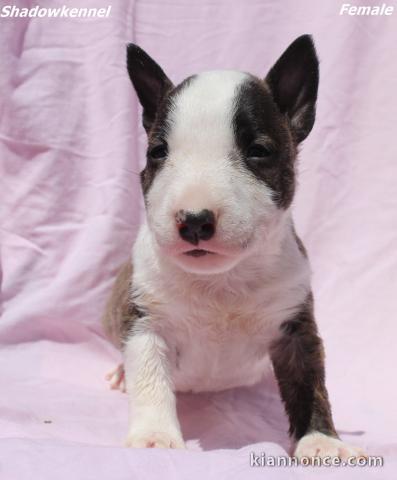 Mini Bull Terrier chiots à vendre