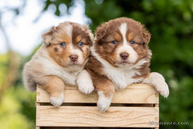chiots type berger australien 