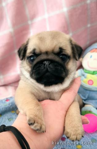 je donne chiot carlin femelle 