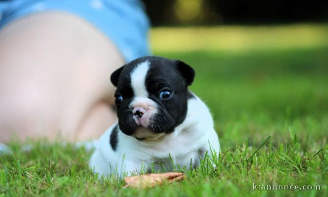 chiot bouledogue français à donner 