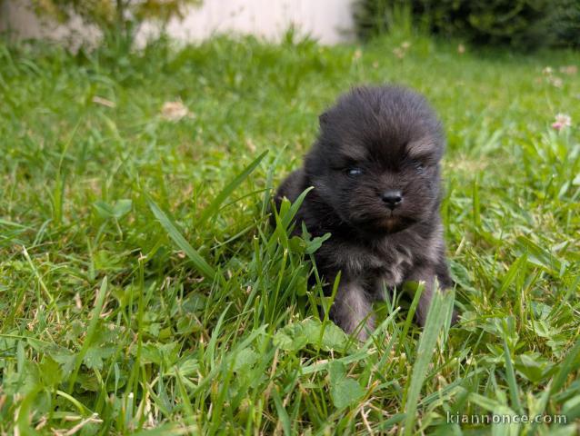 chiot bouledogue français lof 