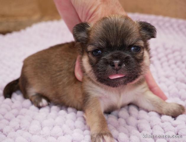 chiot chihuahua femelle a donner 