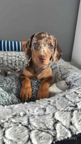 Dons chiot teckel a adopter 