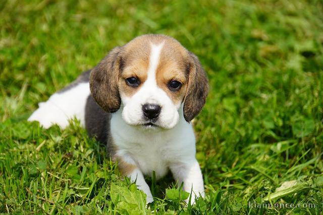chiots beagle disponible pour adoption 