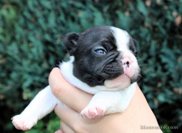 chiots bouledogue français disponible 