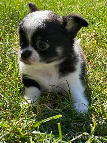 Dons chiot chihuahua 
