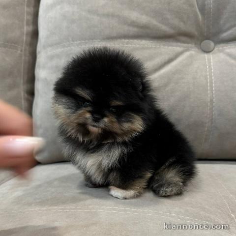 chiots spitz nain lof 