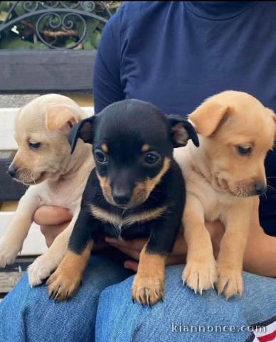 adorable chiot chihuahua mâle et femelle 