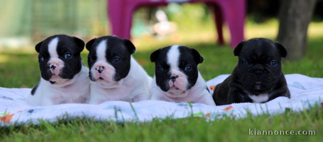 bébé chiot bouledogue français 