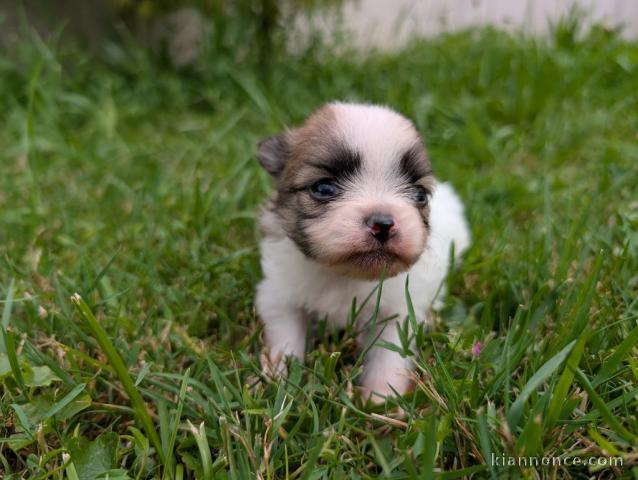 chiots spitz allemand à adopter 