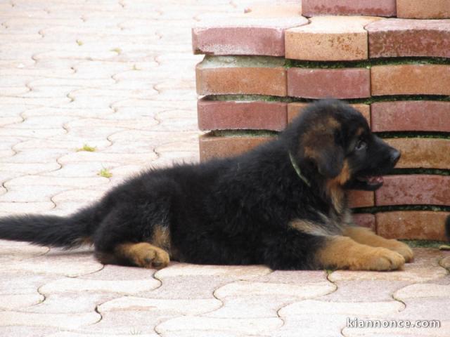 bébé chiot berger allemand à adopter 